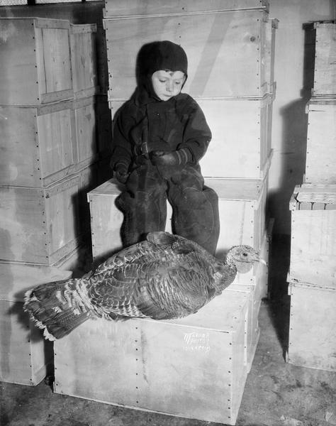 Buddy Tolan, 4, of 1726 Helena Street, dressed in snowsuit sitting on a box looking at a live turkey.