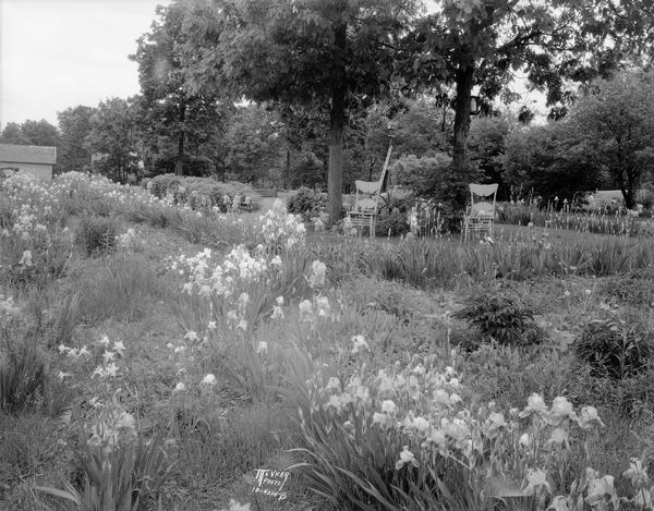 W.H. Milward iris garden at 5017 Odana Road, Coney Weston Farm.