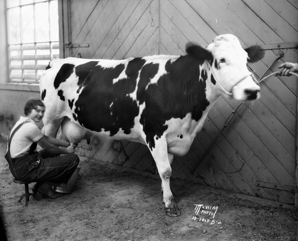 A young woman is demonstrating her championship cow-milking skills as she is sitting on a low stool and milking a Holstein cow. A person (out of frame) is holding a rope tied around the cow's head.