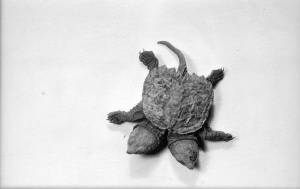 Two-headed snapping turtle, found near the Yahara River outside of Stoughton by Leo Halverson.