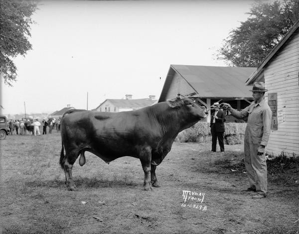 Grand prize Brown Swiss bull at the Dane County fair.