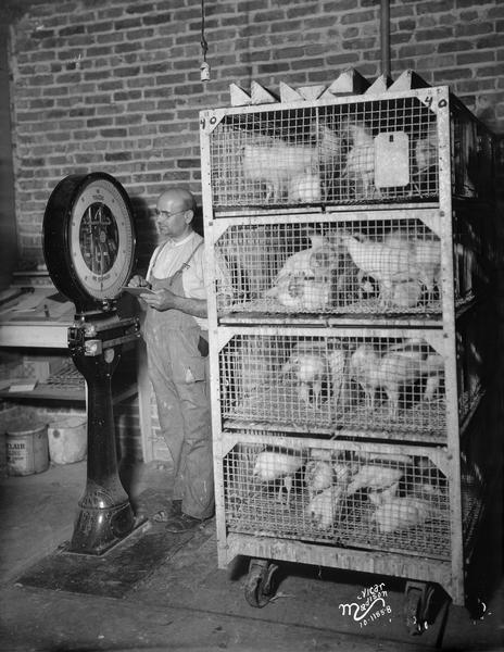 Man weighing chickens on a Toledo scale at the Southern Wisconsin Produce Company, located at 638-40 West Main Street.
