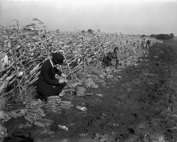 Four men selecting seed corn ears in a cornfield.