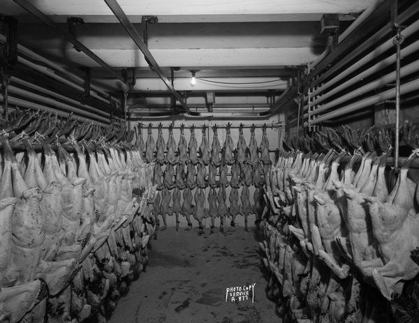 Goeden Company, 635-637 University Avenue walk-in cooler, with many turkeys hanging on racks.