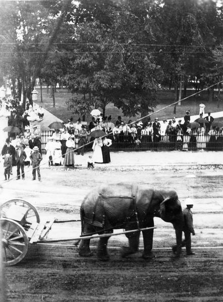 Elevated view of a man leading a circus elephant on Main Street. On the opposite side of the street is a crowd watching from behind the iron fence on the Capitol Park grounds.