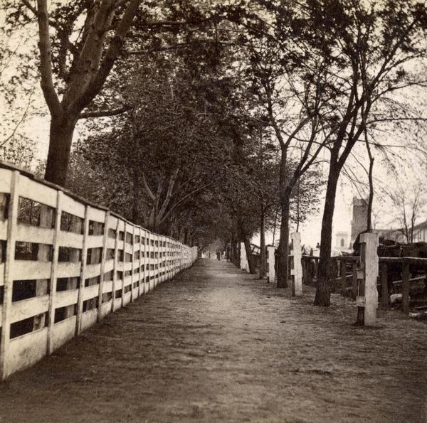 The wooden fence surrounding the Capitol Park. On the right is the railing at which horses were hitched, and some newly-planted trees.  This view looks north on Pinckney Street toward the Methodist Church.