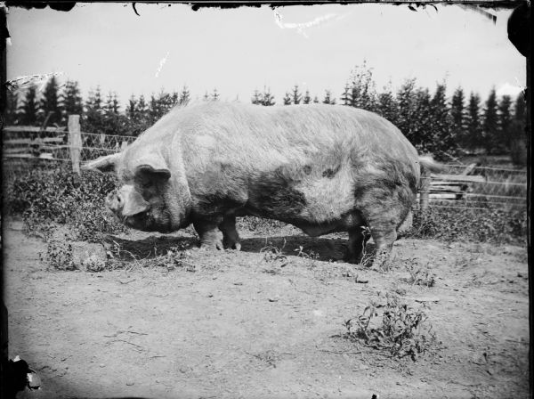 Large boar standing in a pig pen.