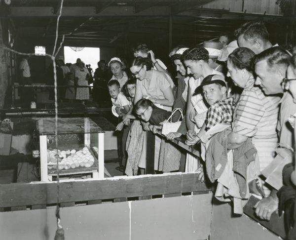 A group of fairgoers intently watch an exhibit of eggs, some of which are just beginning to hatch.