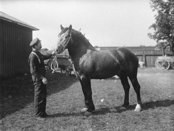 A farmer shows off his percheron colt at the Wisconsin State Fair. At the turn of the century when a farmer's livelihood was dependent on his horses, the draft breed competition at the fair was of great interest.  Although not imported until 1839, during the second half of the nineteenth century the percheron breed enjoyed great popularity because of its adaptability to heavy farm and draft work. Wide use of tractors and mechanized farm equipment following World War II led to the virtual disappearance of the breed. More recently, however, the percheron has experienced a revival of interest for recreational purposes and among small farmers.