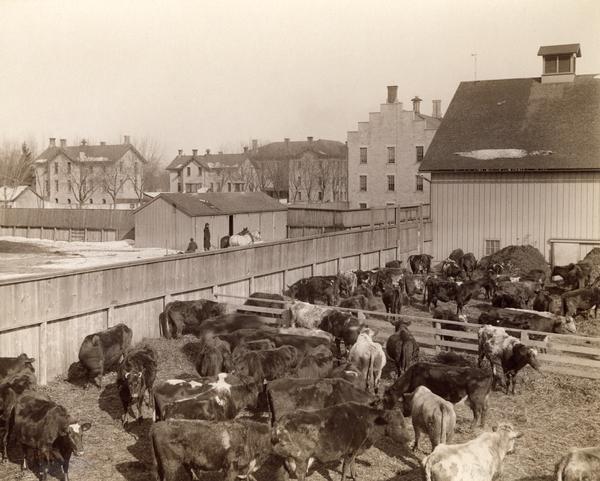 Elevated view of dozens of cattle milling outside the barn at the Wisconsin Industrial School for Boys. Several other school buildings are visible in the background.