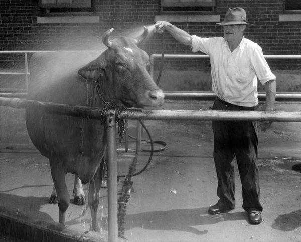 A man hoses off a bovine participant at the Wisconsin State Fair.