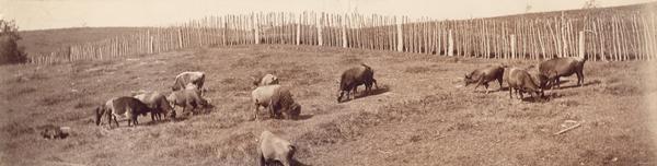 Bison and cattle grazing on a farm.