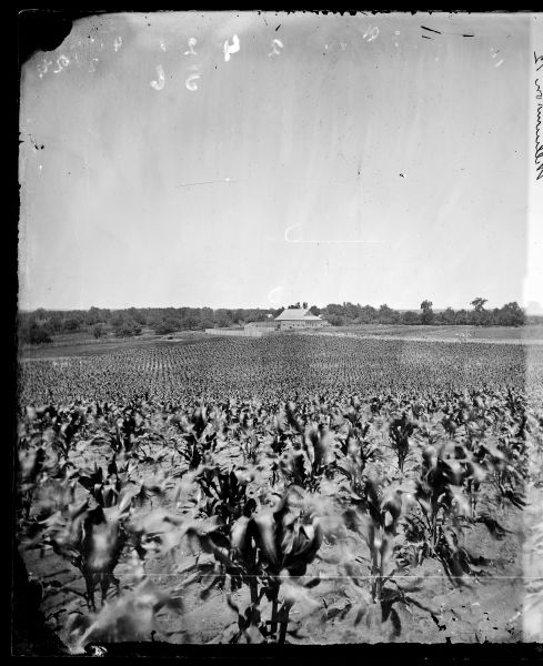 View over a cornfield toward a distinctive barn, fences and animals. A group of women are standing near the barn in the center. A man and a child are standing in a pasture on the right with a group of animals. Possibly the farm of Thomas Williamson.