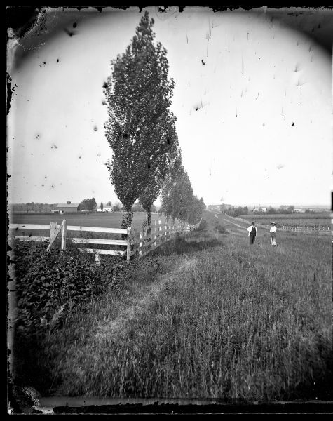 A rural lane lined with Lombardy poplars runs between two fenced fields. Two men are standing in the lane looking towards the camera. A church and many other buildings can be seen in the distance. Lombardy poplars were a new fast-growing windbreak in the 1870's. They also gave an elegant "European" look to the land and emphasized long perspectives.