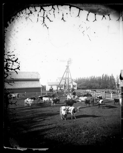 Lineback and shorthorn cows standing in a fenced-in barnyard with a man sitting on a stool milking. A wagon is on the far right and a house, barn, windmill and horses are in the background. The windmill is Halladay's Patent from U.S. Eng. and Pump Co. of Batavia, Illinois.
