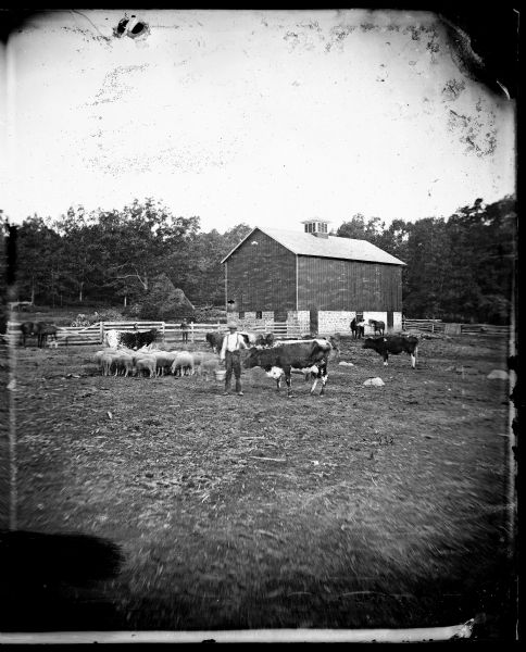 View of the Ole Wettlesen barnyard.  A man is standing and holding a pail in the center near a lineback cow.  People, cattle, sheep, horses, a barn, haystacks and a carriage are in the background.