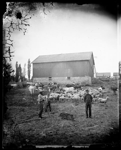 Men and a boy are in a barnyard with sheep and cattle.