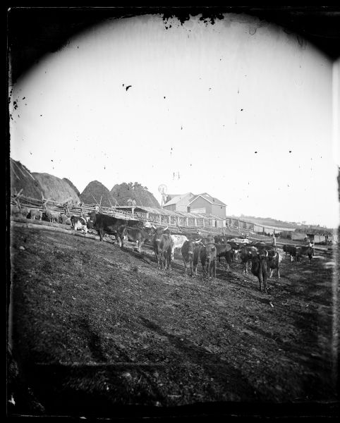 Sheep and cattle are within a split-rail fence. Two men are behind the fence standing on the roof of a shade shelter for the cattle. Haystacks and a windmill near buildings are behind the men.