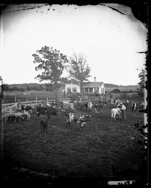 Men, women and children posing standing spaced apart in a fenced-in yard with cattle and sheep. One man in the center is standing on a board fence. In the background are more people, wagons and an upright and wing frame house.