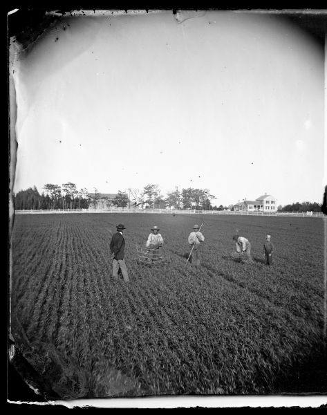 Farm workers are in a newly sprouted grain field with a harvest rake and a grain cradle. A man wearing a suit and hat is standing on the left watching the men work. In the distance is a fence, and behind are trees and farm buildings.
