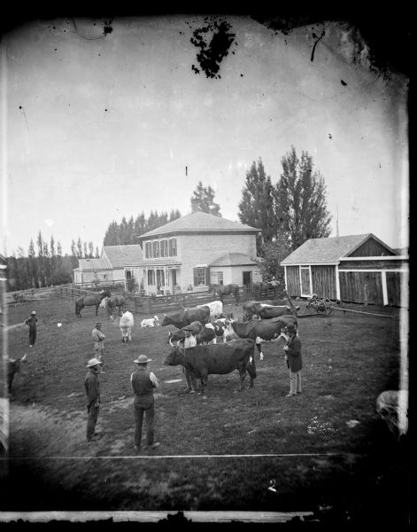 Halvor Nerison Hauge (1830-1906) had much to be proud of in 1874: an imposing brick house, modern harvesting equipment and a growing family. When Dahl published a descriptive list of stereographs he had available for sale in 1876, he included "An American Farm Yard. H. Hauge."<p>Both Hauge and his wife Martha Howe were natives of Norway — Hauge had arrived as a teenager in 1844. Their farm in Section 18 of the Town of Christiana, supported a large herd of cattle for the dairy business. Among other generous gestures, Hauge donated land near his home for a cooperative cheese factory. This view has a Devon bull as the focal point and includes some line-back cattle, not a breed known for its milk-producing qualities.<p>Reproduced and described in David Mandel's "Settlers of Dane County:  The Photographs of Andreas Larsen Dahl" (Dane County Cultural Affairs Commission, 1985) p. 26-27</p>