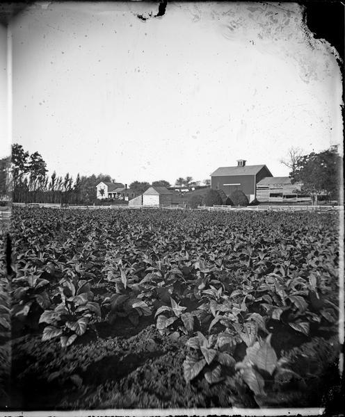 Tobacco field in foreground, with haystacks, barn with cupola, nad house with people standing in front of it. Other small wood farm buildings are in the background.