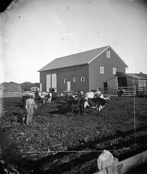 A man and a boy are in the barnyard of the G. Larsen farm with cows and dogs. A haystack with a temporary roof and a drive-through corn crib are evident.