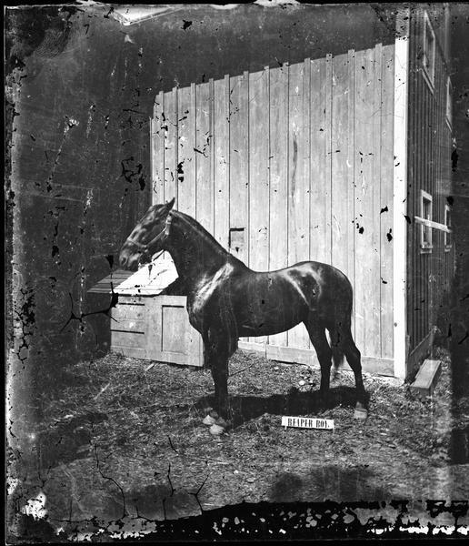 A horse named Reaper Boy in a stable. Photographed at the residence of Dr. Blake (probably Samuel M.).