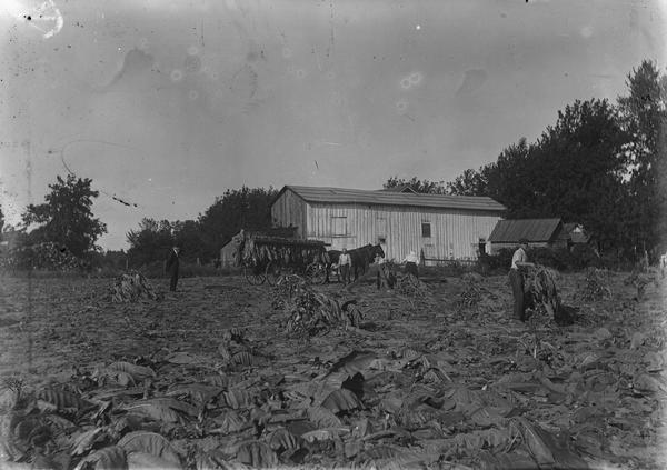 Men in field with tobacco on wagon, and a barn and an outbuilding in the background. This is Lewis Dahl's tobacco harvest in back of his father's home (Nels Dahl).