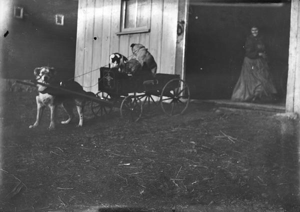 Trained dogs with cart. One large dog pulls a cart with a dog and a cat. Pauline Dahl in standing in the doorway in background on the right.