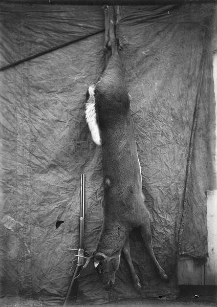 View of Walter Dahl's deer carcass strung up, with a rifle propped on the ground, in front of a canvas background.