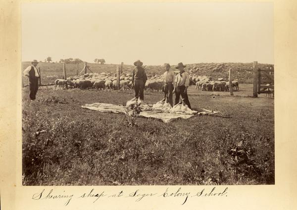 Three men shear sheep at the Seger Colony School as one looks on.
