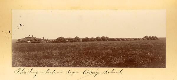 Men thresh huge piles of wheat at the Seger Colony School.