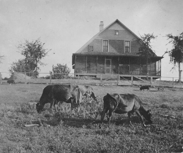 View of grazing cattle, and pigs, in a field, with a farmhouse in the background.