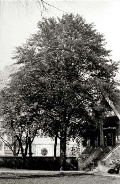 View of a purple beech tree planted in 1914 in front of the Masonic lodge.