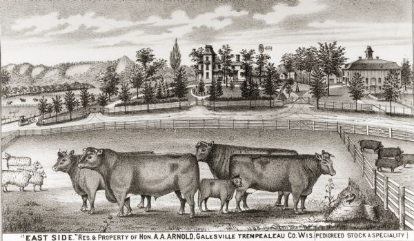 View of cattle, sheep, and pigs in a pasture on a farm. Two houses are in the distance, and a horse-drawn carriage is moving along the road on the left. Caption reads: "'East Side.' Res. & Property of Hon. A.A. Arnold, Galesville Trempealeau Co. Wis. (Pedigreed Stock a Specialty)".