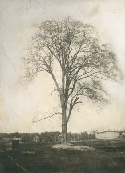 Elm tree at Fort Howard.