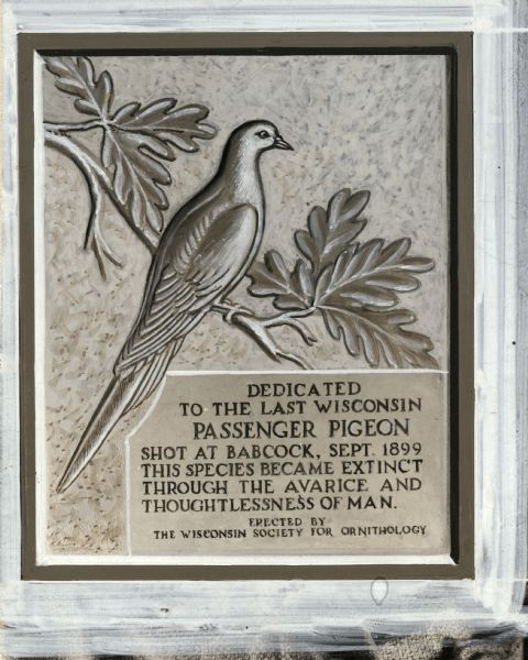 The Passenger Pigeon Plaque monument designed and built between 1947 and 1948 and is located in Wyalusing State Park. The plaque reads "DEDICATED TO THE LAST PASSENGER PIGEON Shot at Babcock, Sept. 1899. This Species Became Extinct Through the Avarice and Thoughtlessness of Man."