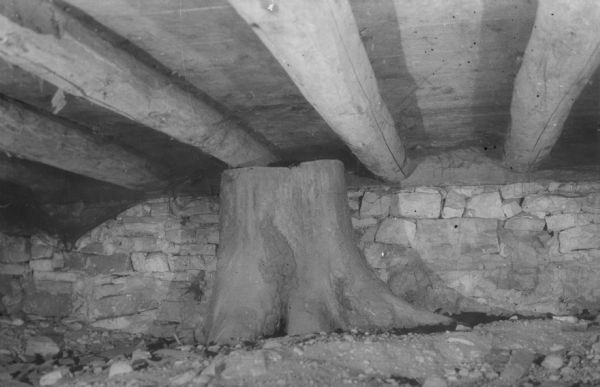 View of a tree stump underneath the Prentice Cottage.