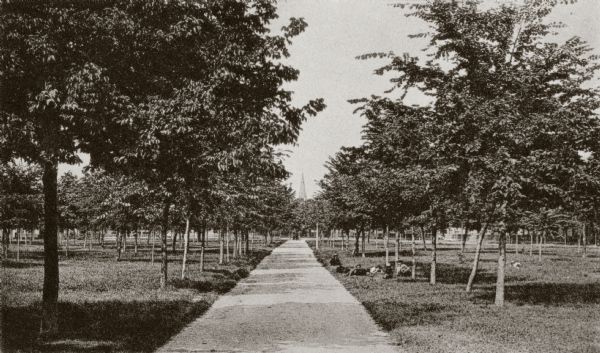 View down the center of a tree-lined path in West Park.