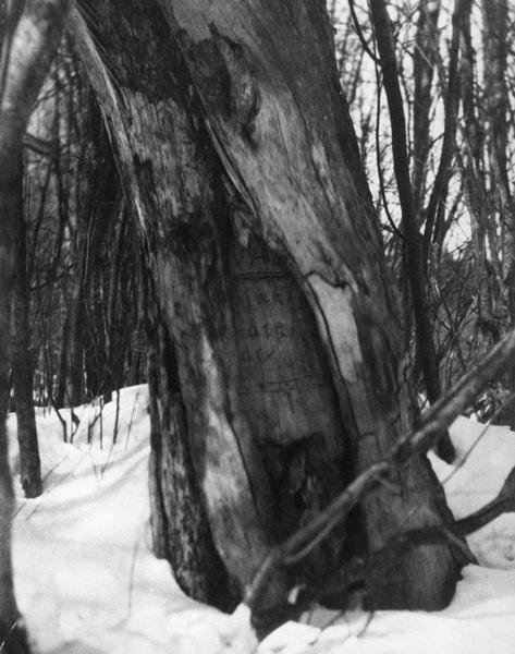 Tamarack tree located in Florence County marking the beginning of the State Boundary.