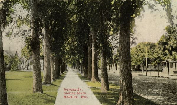 View down tree-lined sidewalk, with Division Street on the right. Caption reads: "Division St. Looking South, Mauston, Wis."