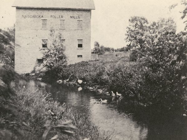 Nagowicka Roller Mills and mill race on river. Ducks are entering the water.