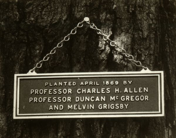 A view of the plaque on a maple tree outside the State Mining School. It reads: "Planted April 1869 by Professor Charles H. Allen, Professor Duncan McGregor and Mulvin Grigsby."