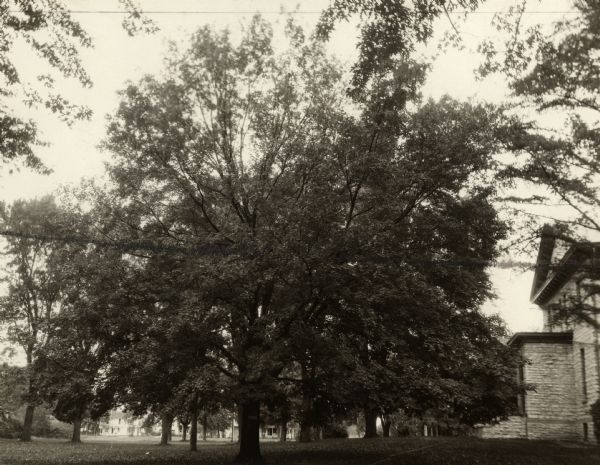 A view of a tree on the grounds near a building at the State Mining School. This maple tree was planted in 1869 by, Professor Charles H. Allen, Professor Duncan McGregor, and Melvin Grigsby.