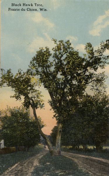 Caption reads: "Black Hawk Tree, Prairie du Chien, Wis." The tree is in the center of an unpaved road. It was rumored that Chief Black Hawk hid within this tree to escape soldiers from Fort Crawford.