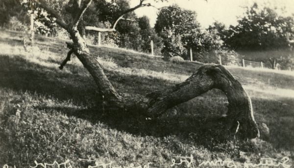 View of a gnarled tree that appears to be "sitting down" in a field near Lake Mendota.