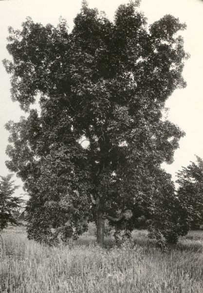 View of a supposed Indian "trail tree," on former Mercer's addition or subdivision, now the corner of Chestnut and Van Hise Streets, near Madison West High School. The four lower branches (of which only three remain) have been bent to indicate directions at the intersection of two old Indian trails.