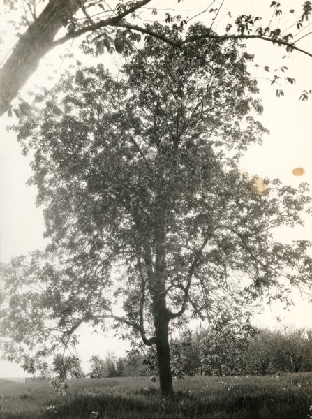 View of a supposed Indian "trail tree" on former Mercer's addition or subdivision, now the corner of Elm and Van Hise Streets, near Madison West High School. The four lower branches (of which only three remain) have been bent to indicate directions at the intersection of two old Indian trails.