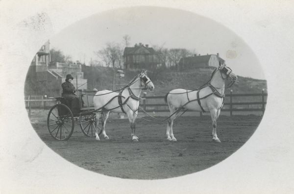 A woman driving a two-wheeled carriage pulled by two white horses.